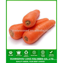 JCA01 Luobo high yield five inch carrot seeds